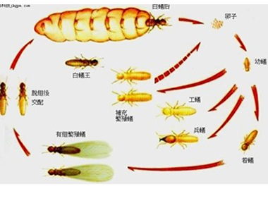 白坭白蚁防治公司白蚁的生活习性是什么