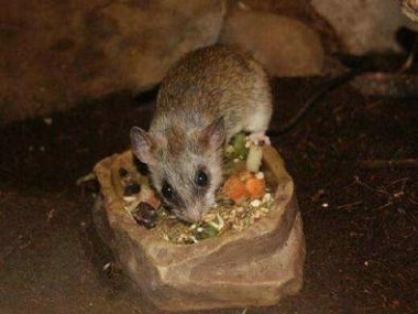 南海上门灭鼠中心餐饮厨房冬季有效防控老鼠的方法