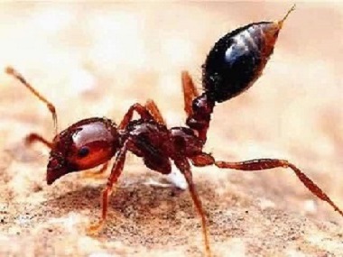 佛山红火蚁消杀所红火蚁最怕什么农药，常见防治措施