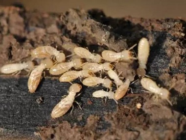 禅城白蚁防治机构杀灭白蚁的有效方法